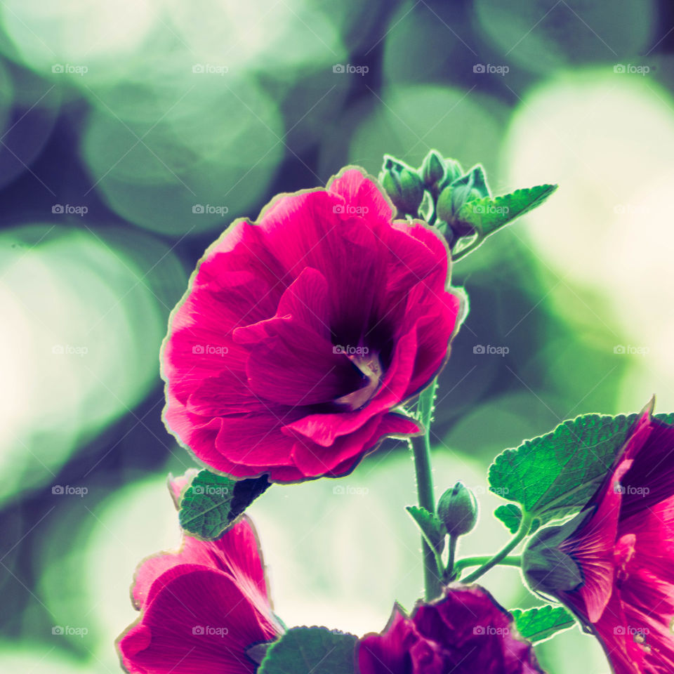 A beautiful flower with a lovely green bokeh background