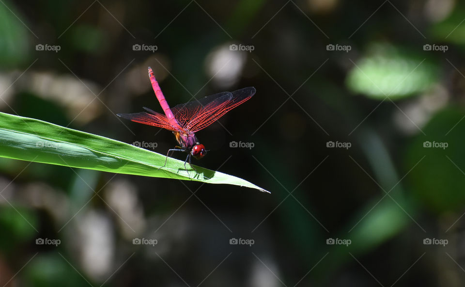 dragonfly on green leaf