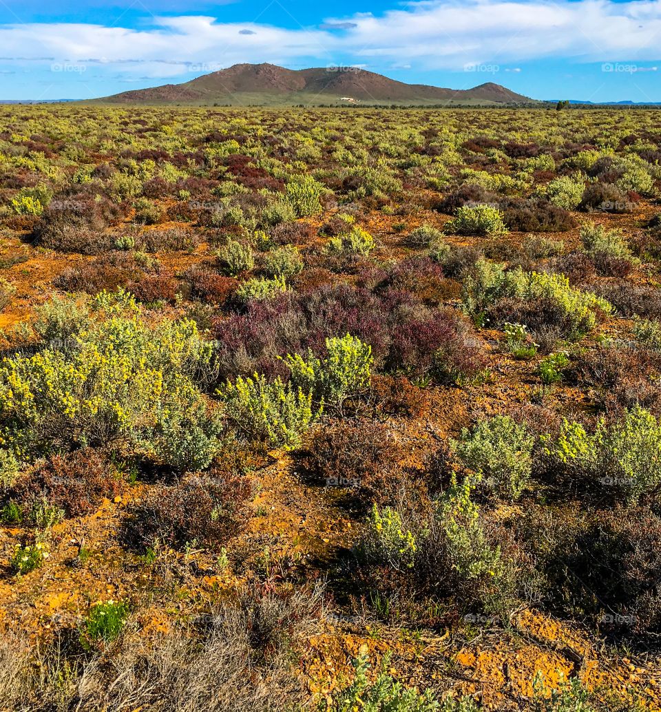 Bushes on Australian outback