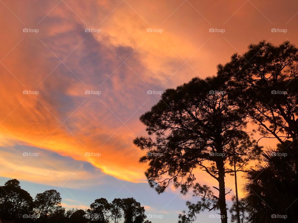 Orange and blue sunset with Pine tree silhouettes.