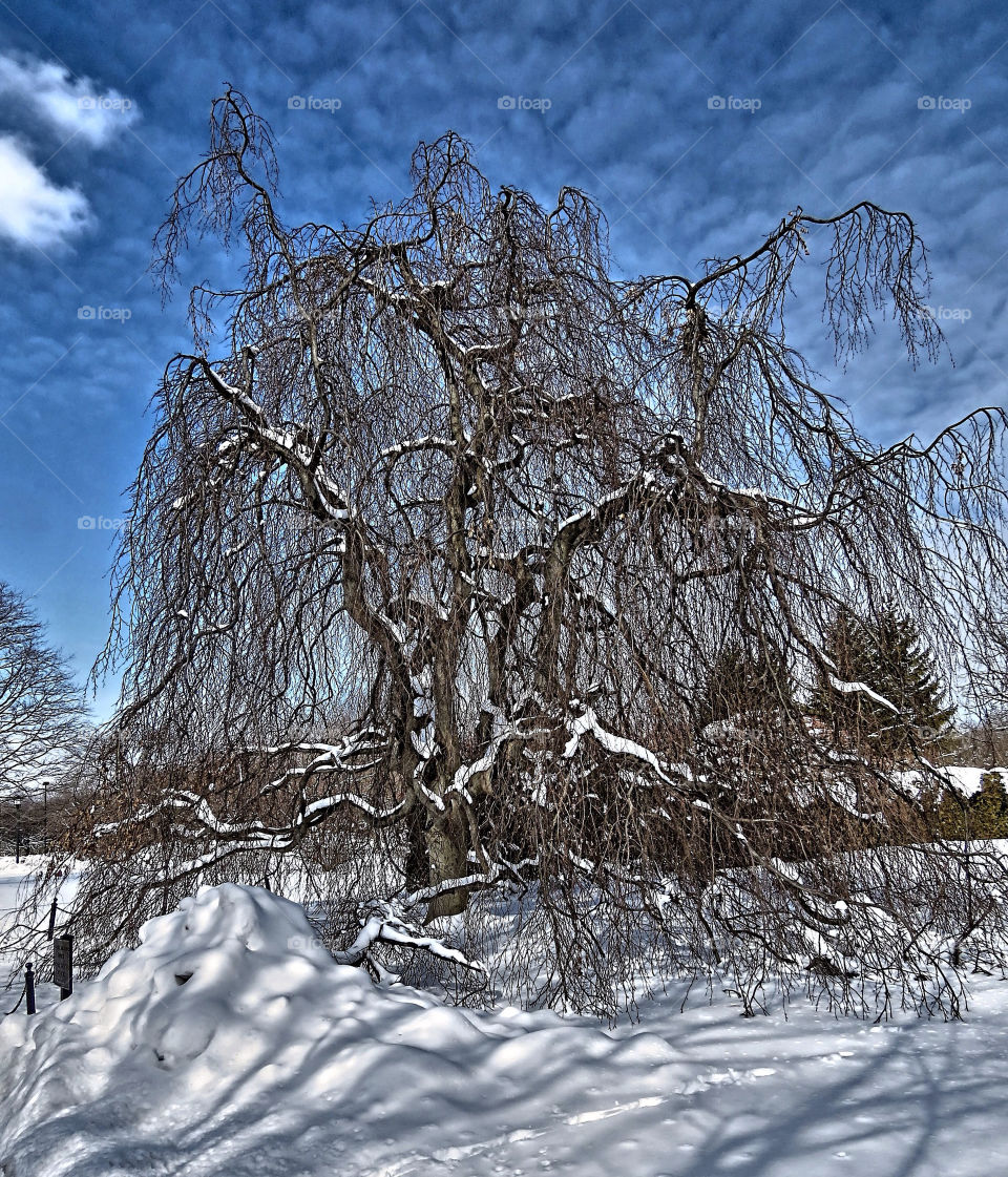 Old Tree in Winter