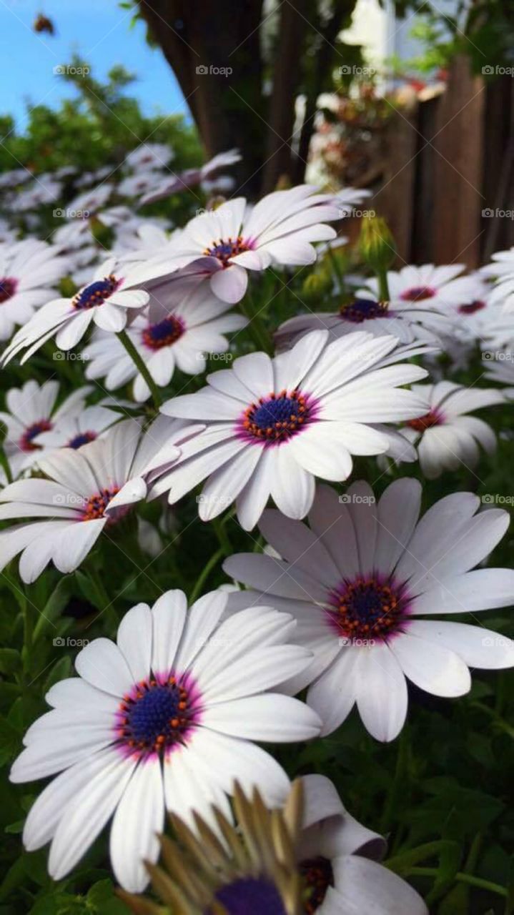 Beautiful White Daisy's 