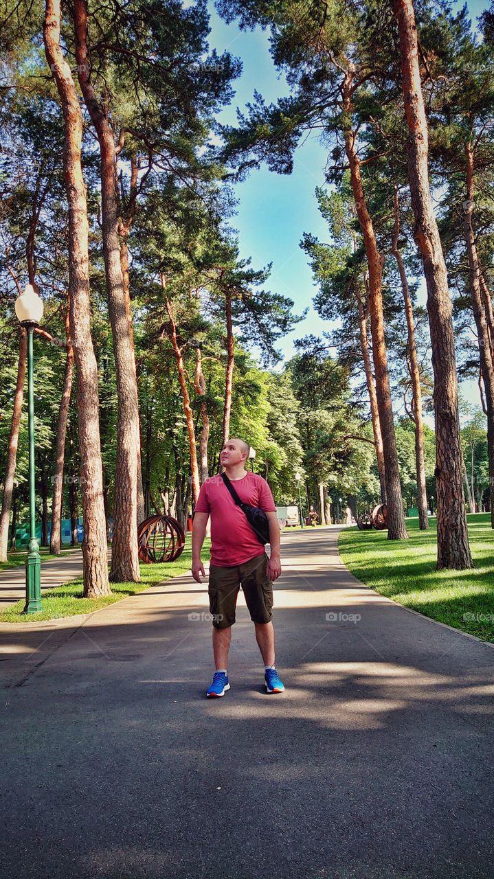 tall pines, beautiful nature