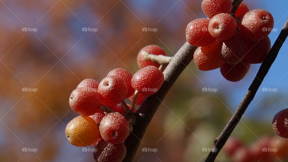 Tree, Fruit, Nature, No Person, Branch