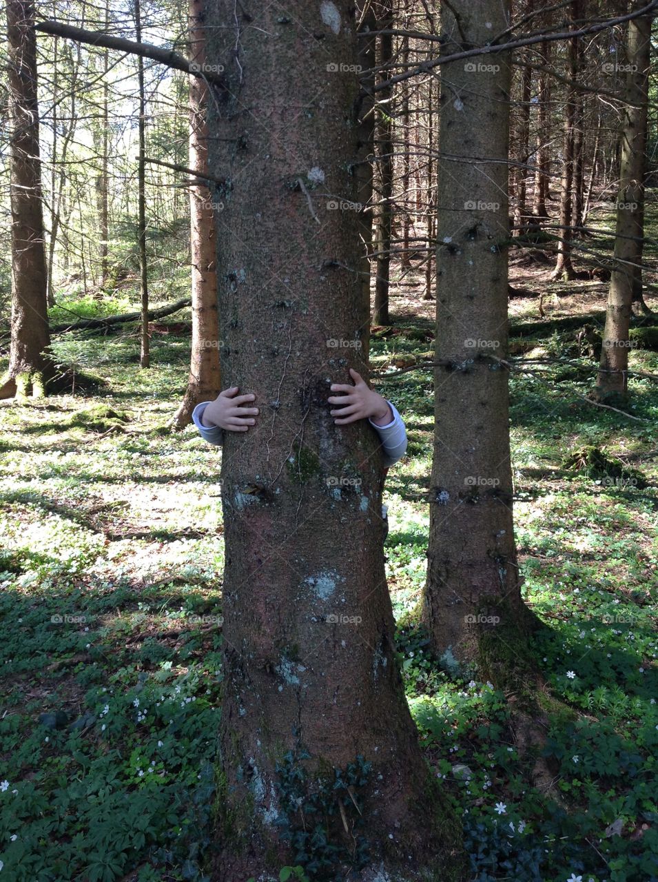 Tree hugging 