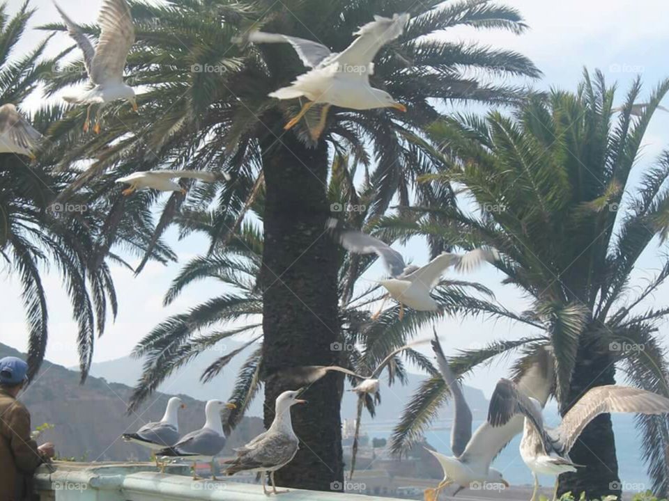 the man and the seagul