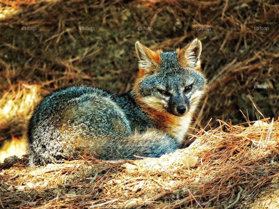 Wild fox with beautiful red fur