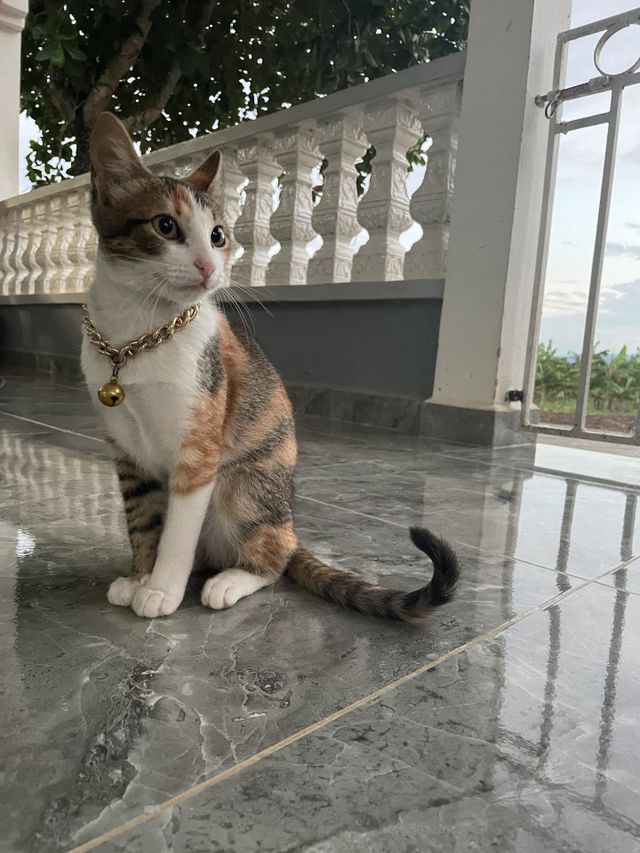 Elegancia 