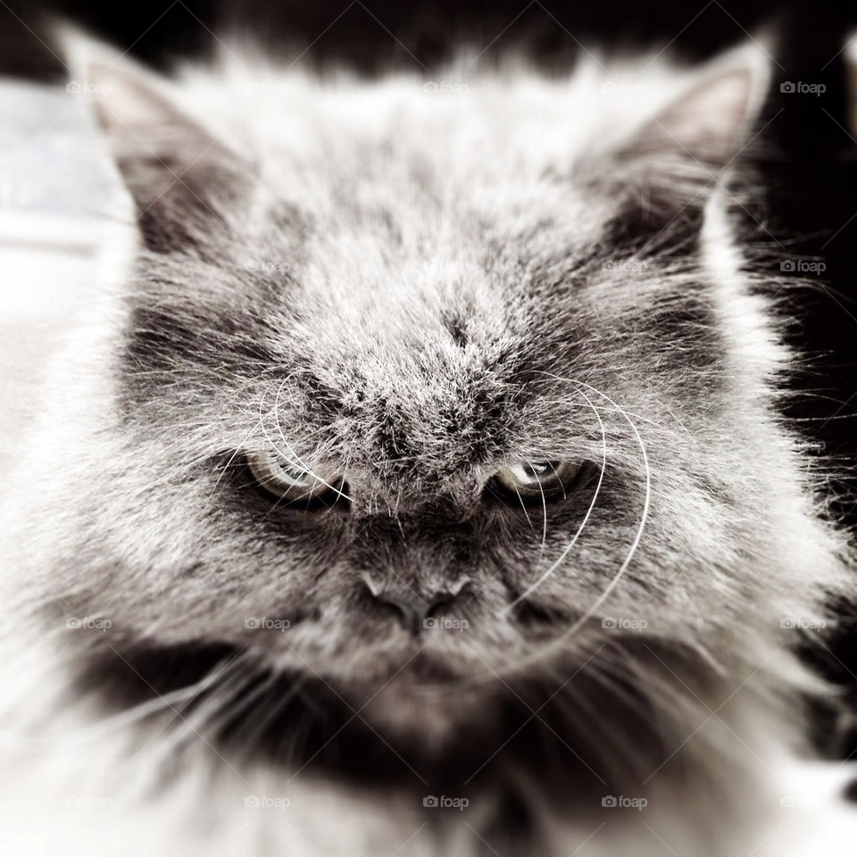 saint-petersburg cat animal eye by trofoto