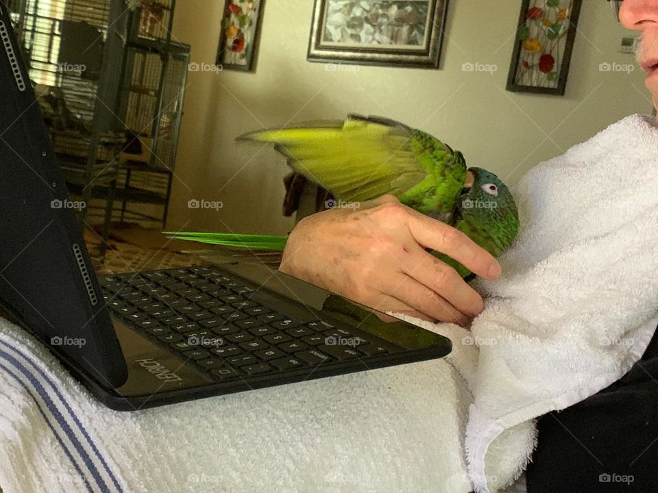 Favorite place in the house on the couch with his computer and affectionate parrot.