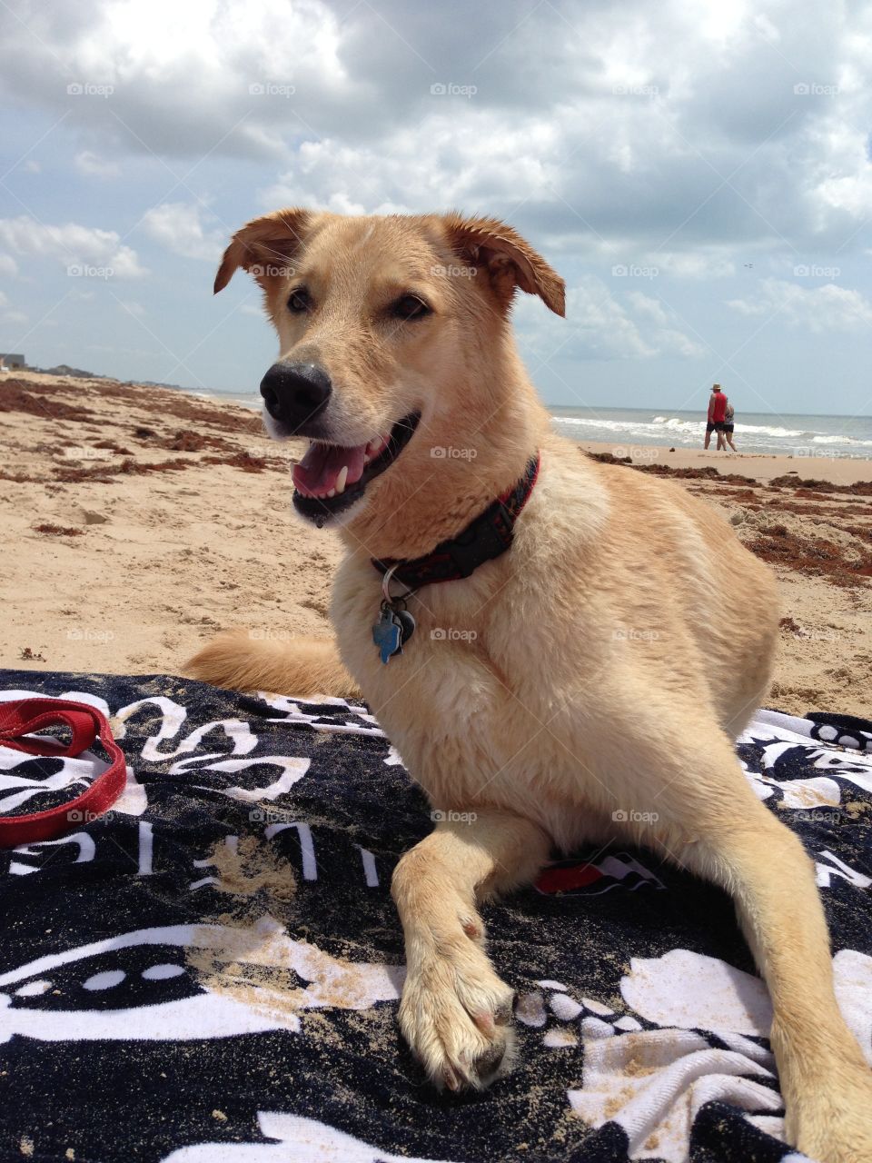 He lives for the beach and could spend all day running in the surf. But if mom is lying in the sand so is he. My furry best friend. 