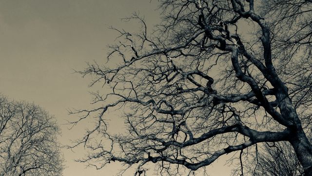 Bare tree in winter.