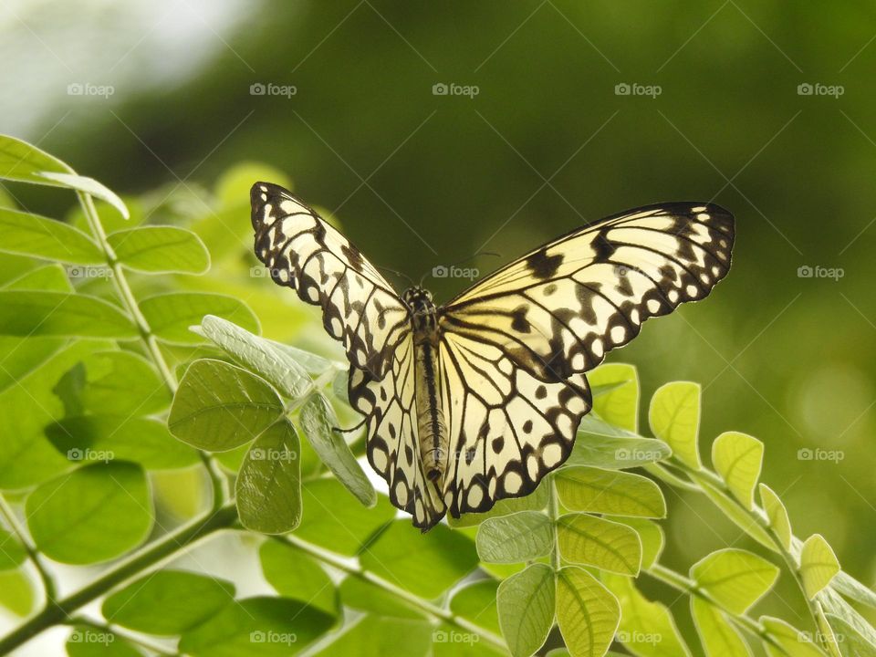 A close up of a butterfly 