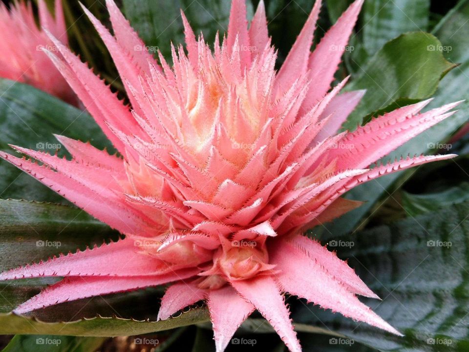 Flowers in palm house in the city of Walbrzych