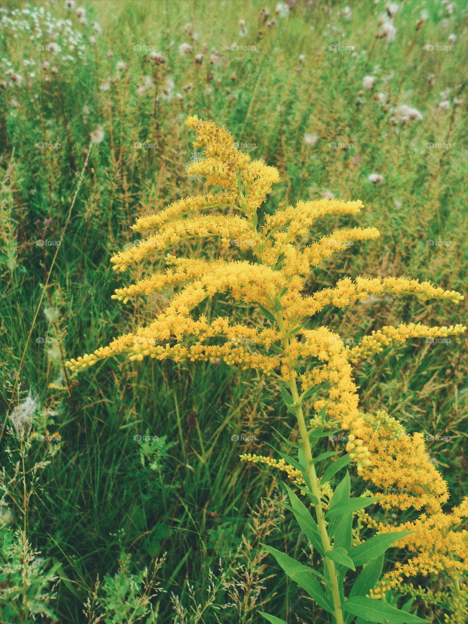 yellow wildflowers