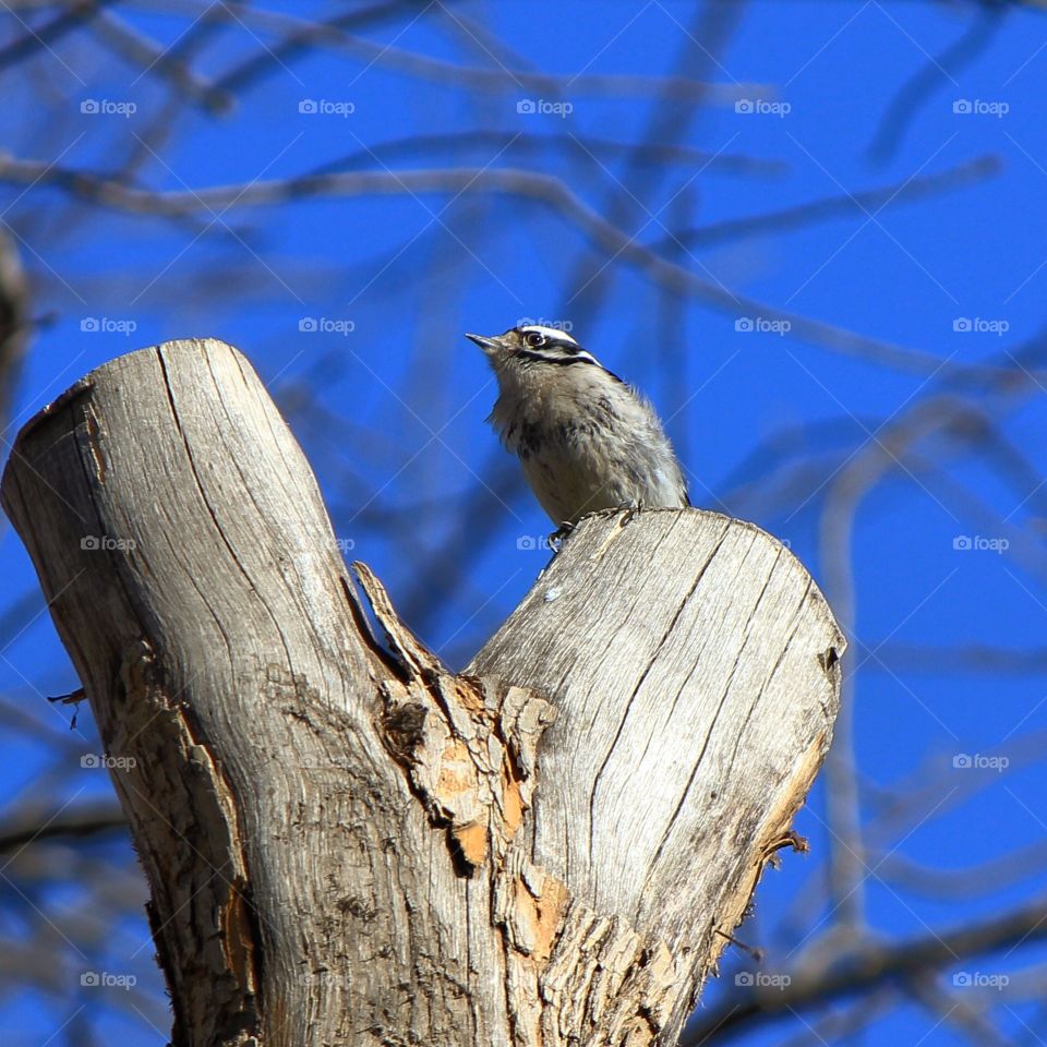 A bird perched high a top a tree taking in its surroundings