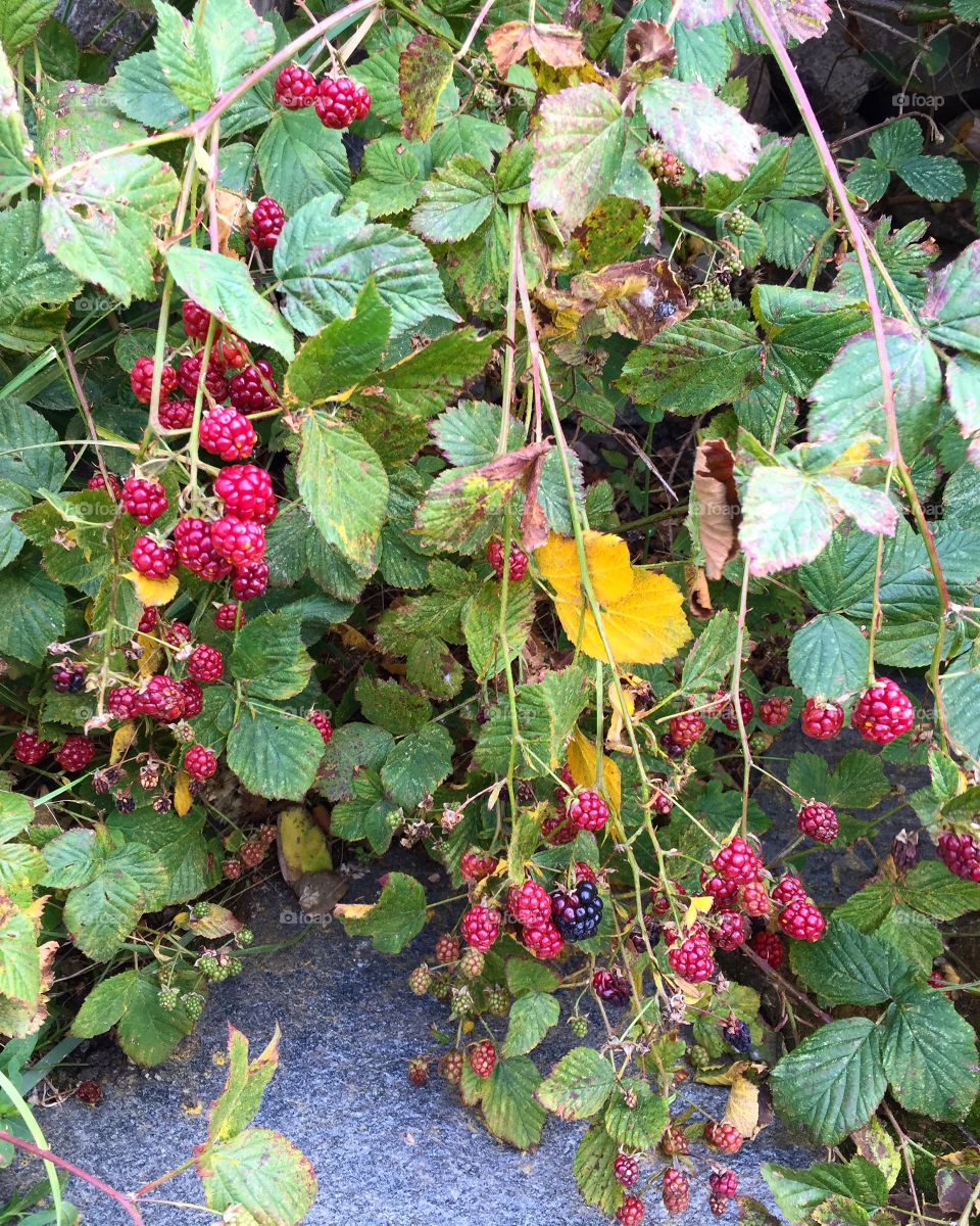 Berries on plant