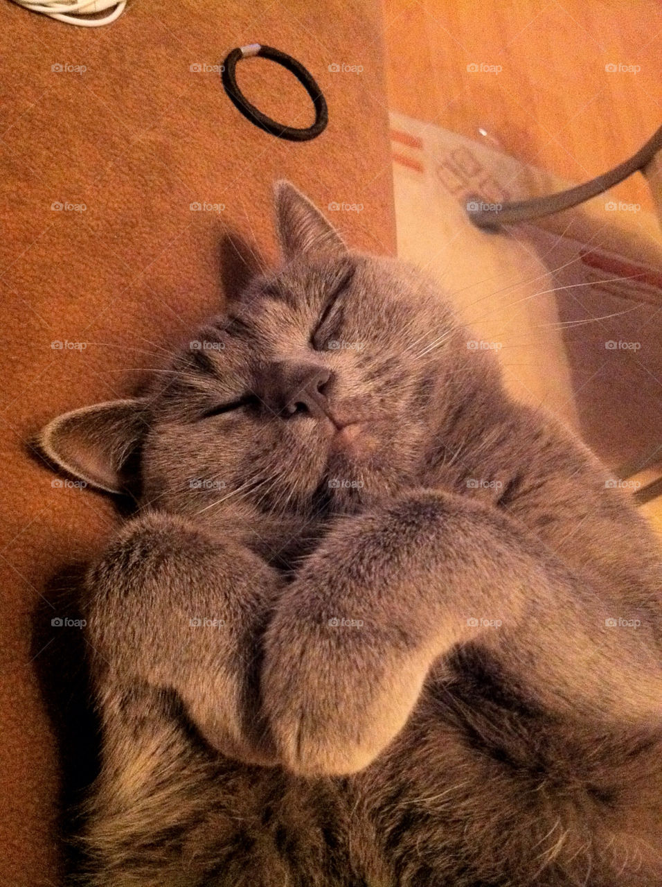 groß gerau kitten kat british by jessyblue