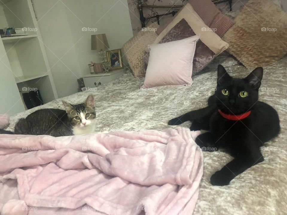Cute kitty’s have stolen the bed 