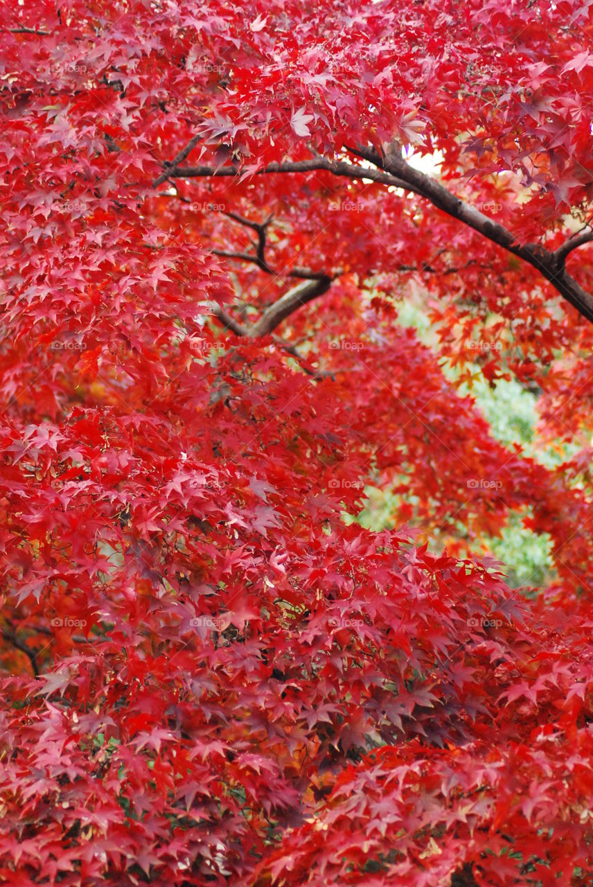 Autumn in Hakone
