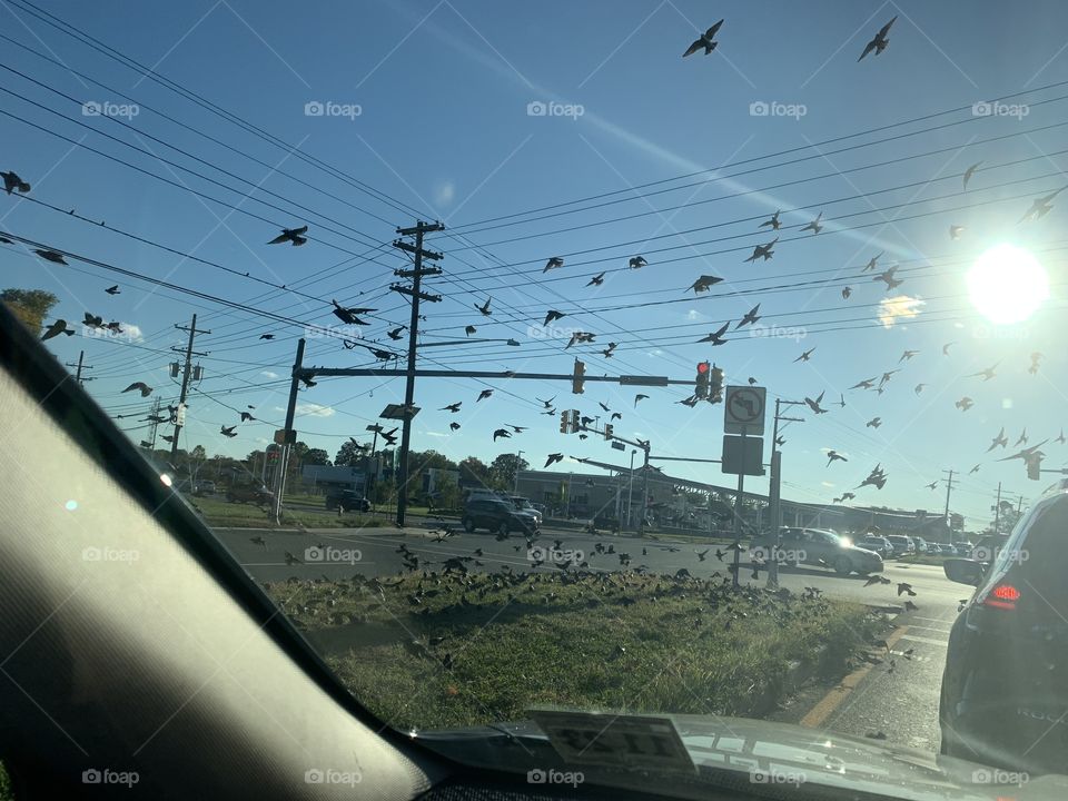 Birds in a flock looking for food