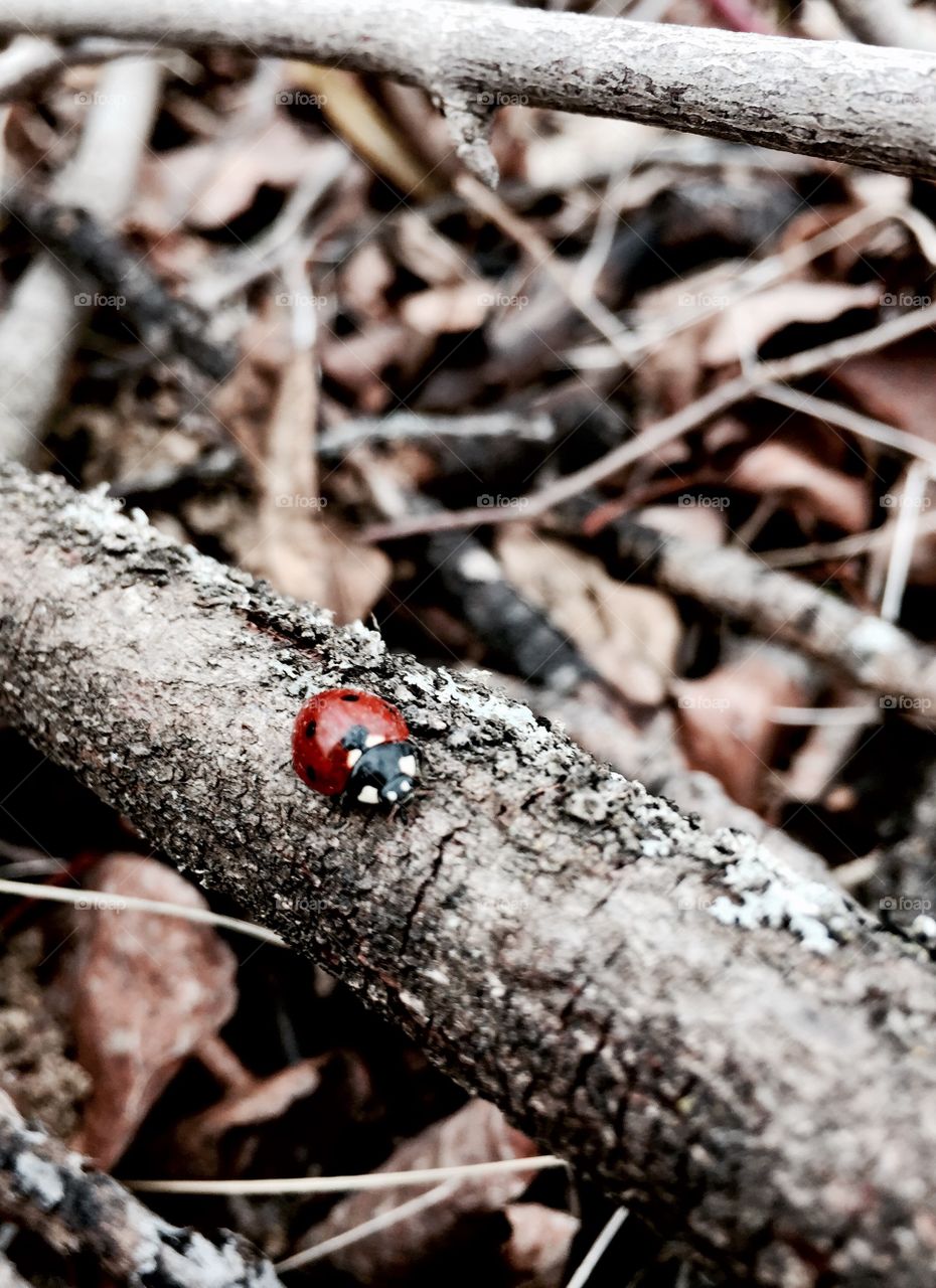 Beautiful ladybug 🐞