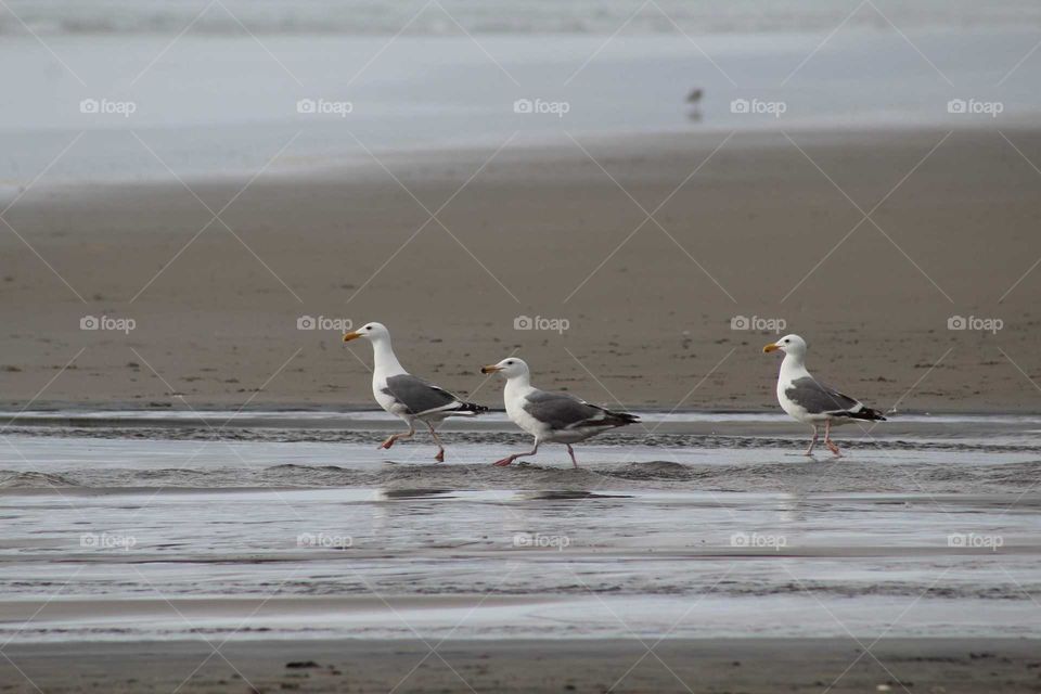 Seagulls on the Oregon Coast