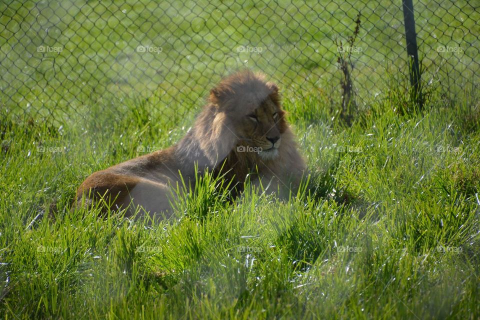 Lion reclining in the grass