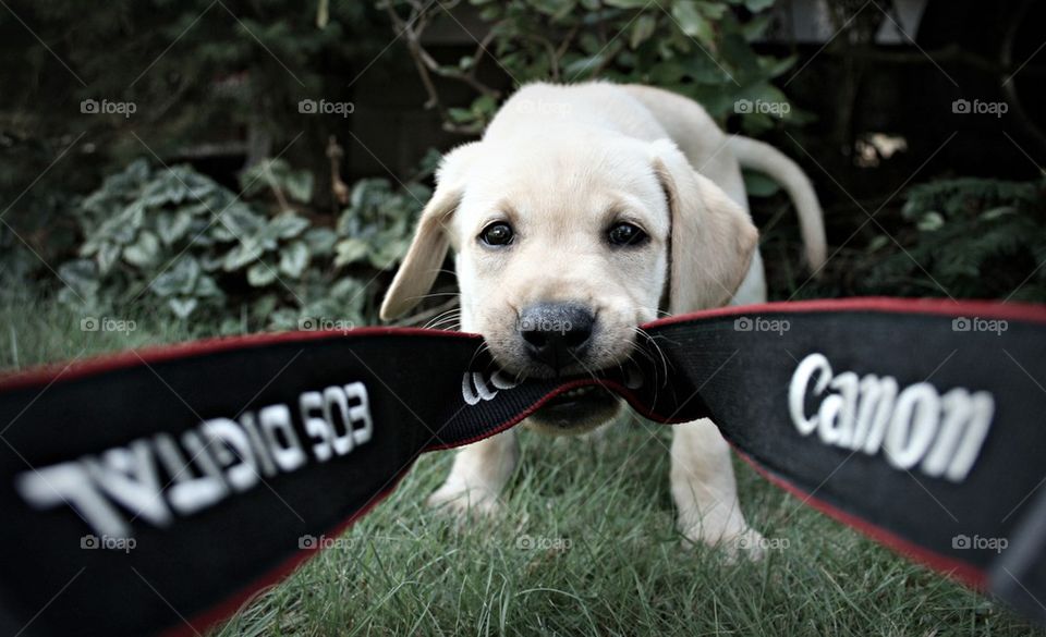 Buddy Fancies Himself a Photographer