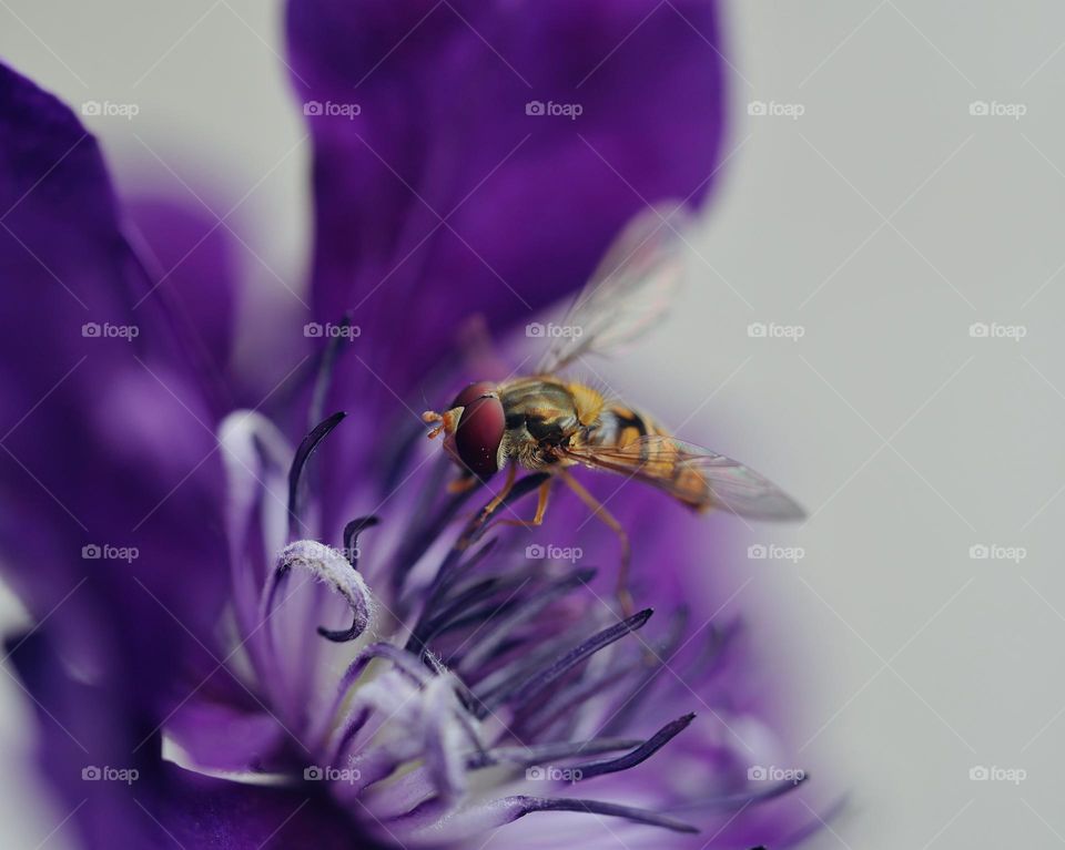 Hoverfly pollinate purple Flower