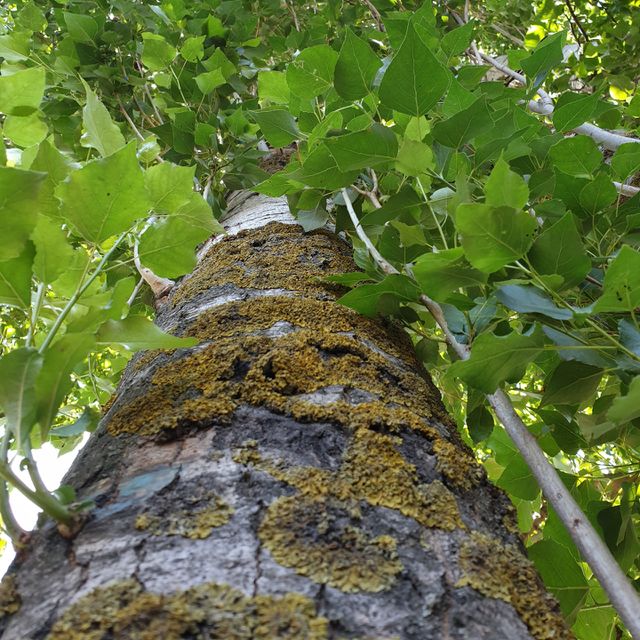 tree