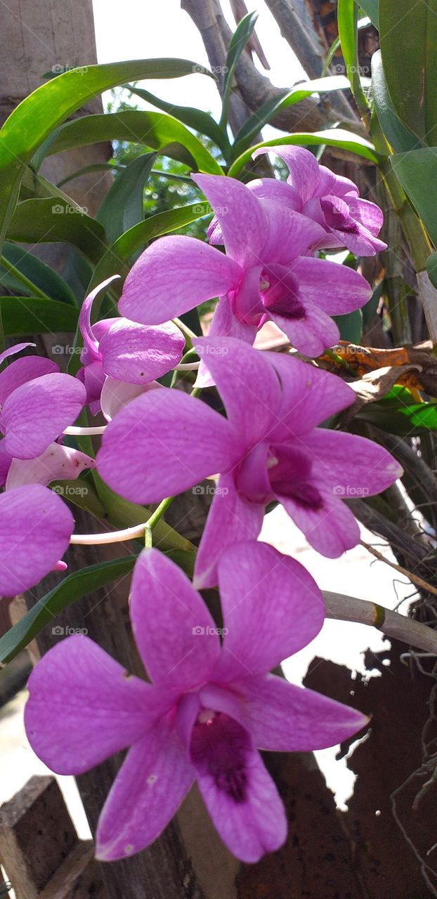 a violet orchid
