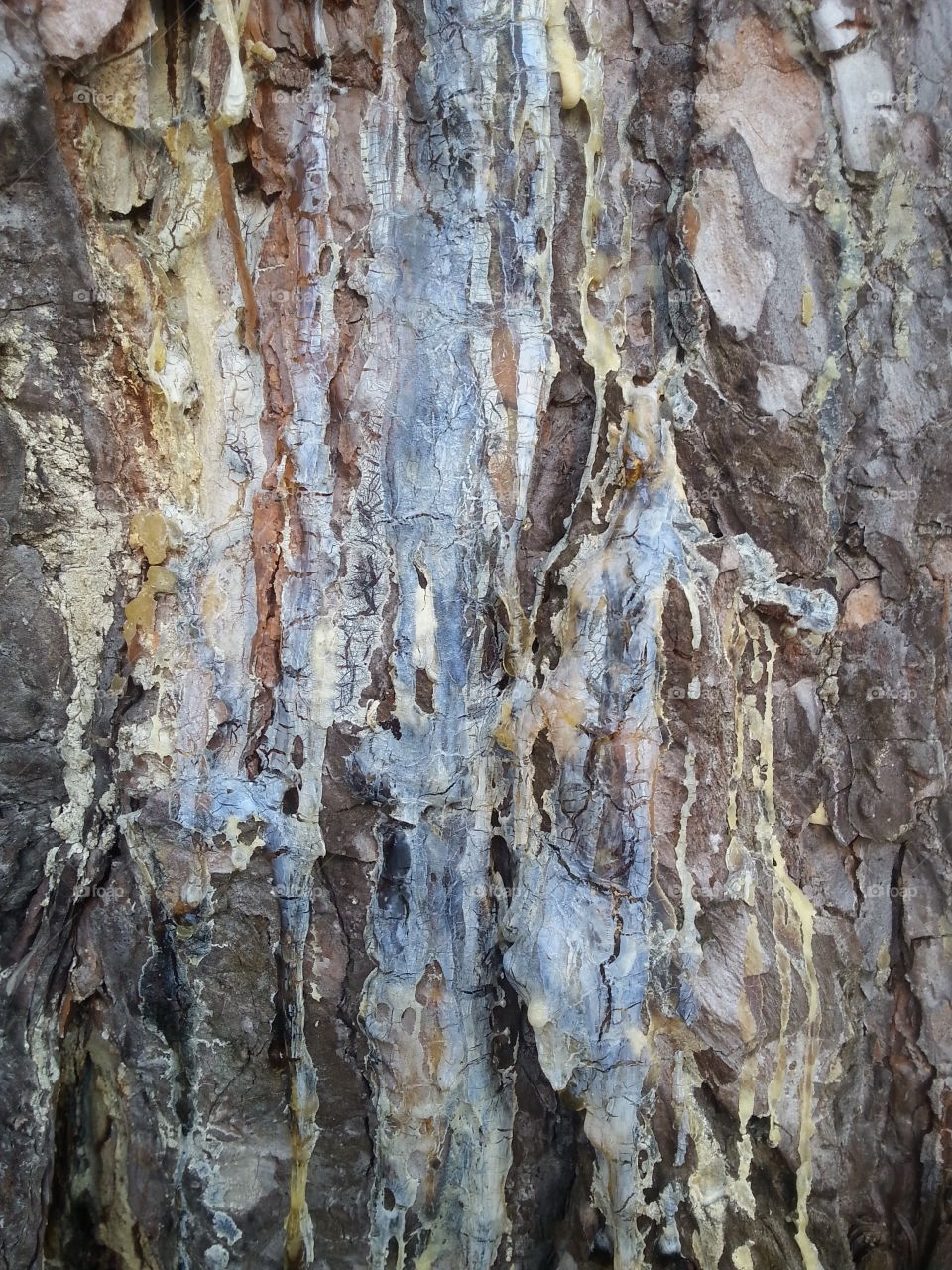 sap from a tree, no edits