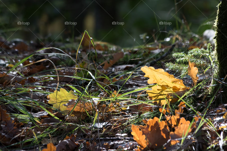 Colorful oak leaves on the ground, first signs of autumn 