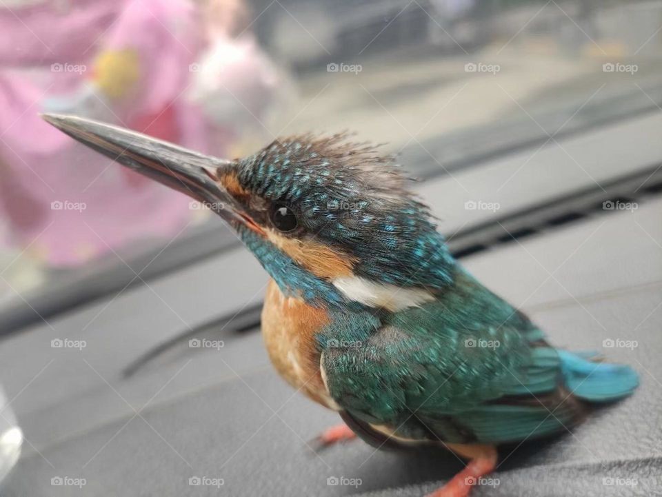 This bird was rescued under the wheel stood in the middle of the road, and the car came and went. It depends on the situation.  The bird can't even open eyes. Lucky to be so close to the Kingsley, 