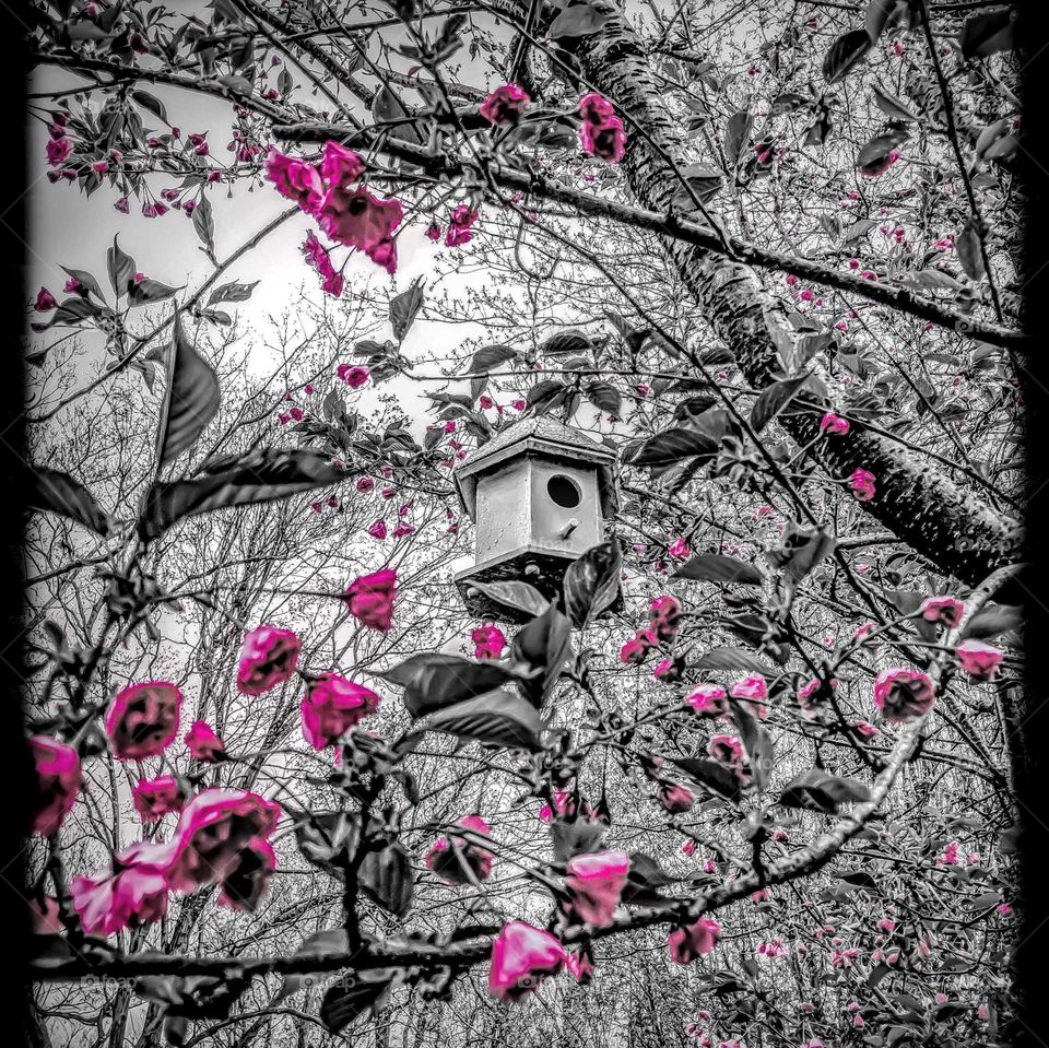 black and white with a touch of pink