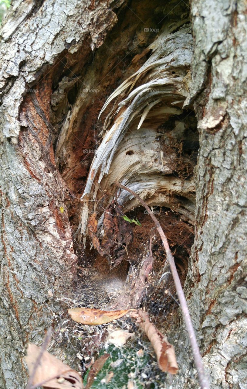 Spider den in a tree