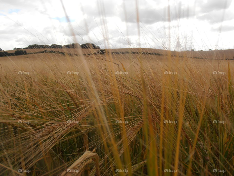 Wheat Blowing In The Wind