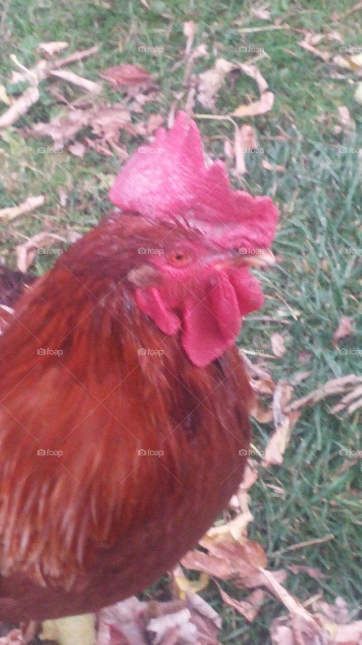 lucky the rooster