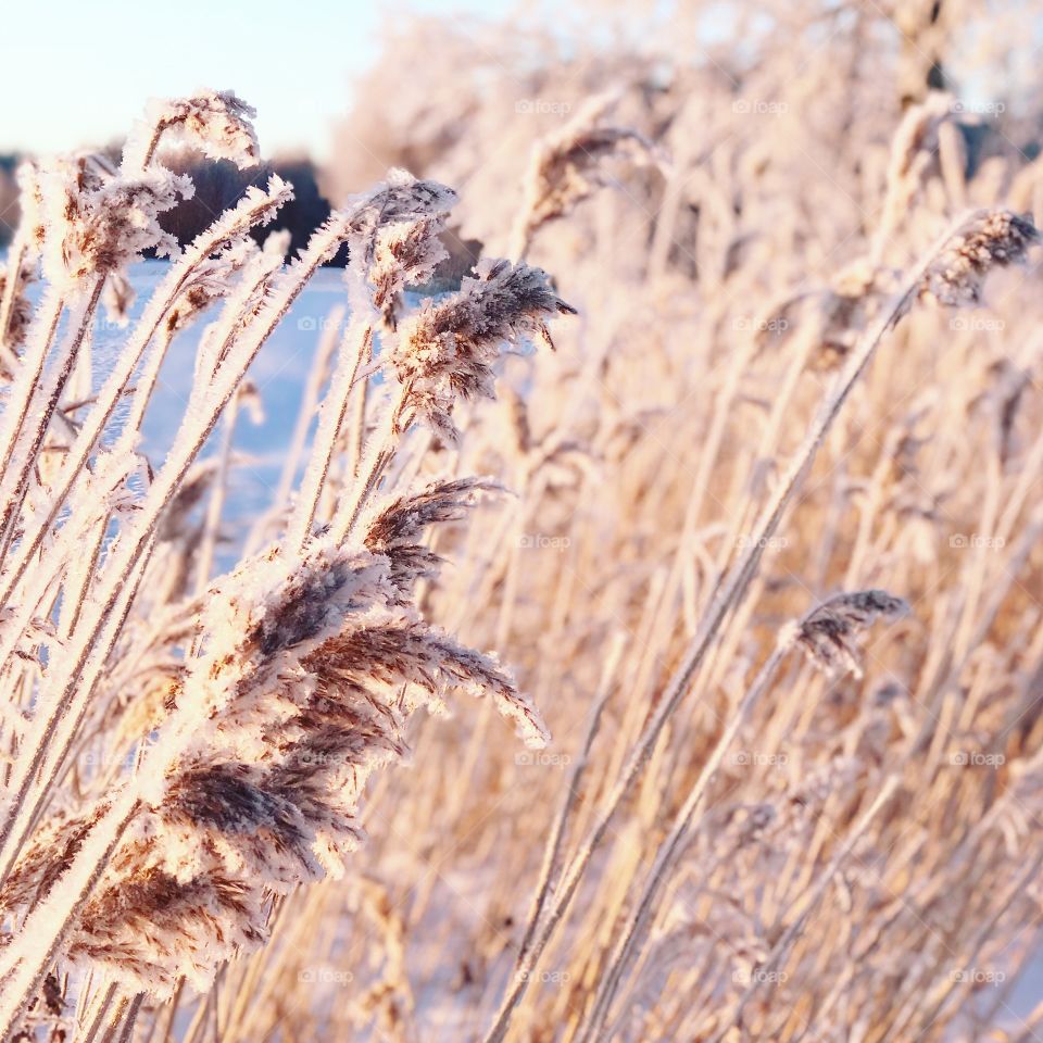 Frozen hay ❄️