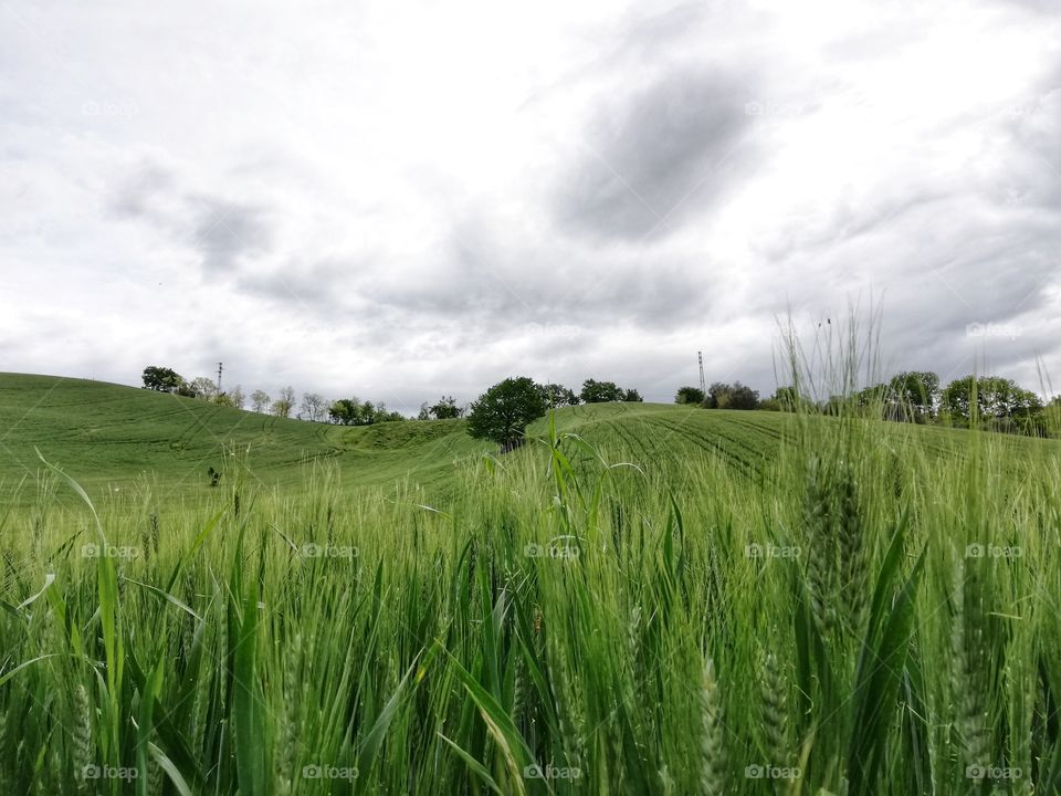 Lonely tree in a wheat field