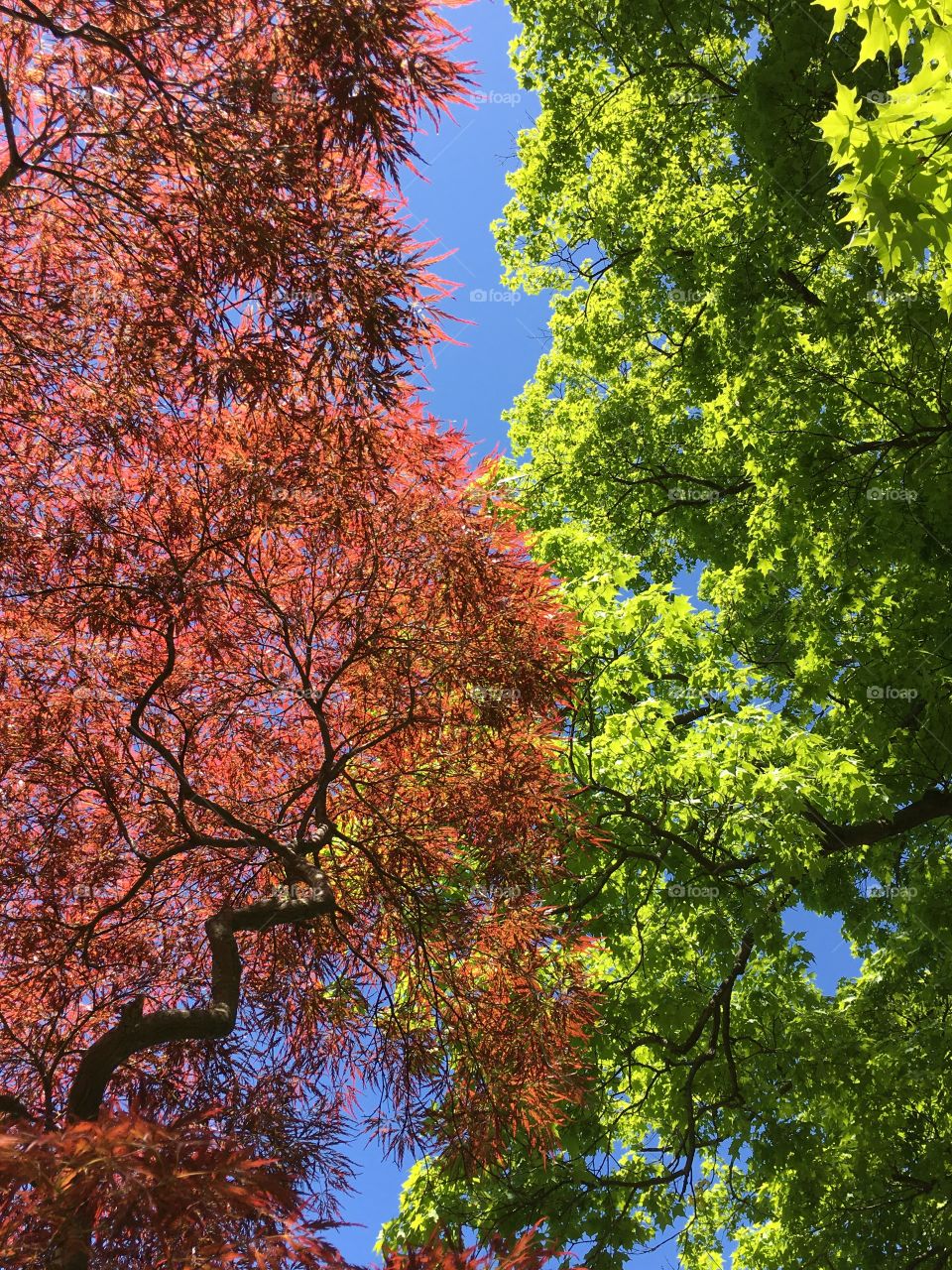 Red Dragon Maple and green tree