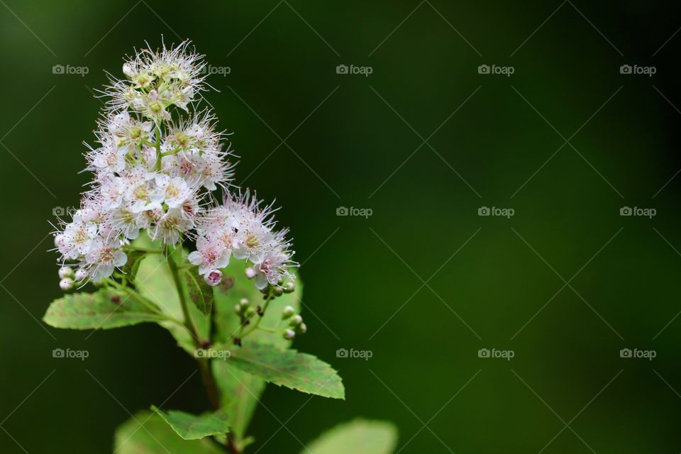 Soft fuzzy pink, floral, desktop or brochure image closeup with selective focus 