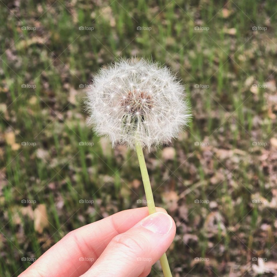 Hand holding a dandelion