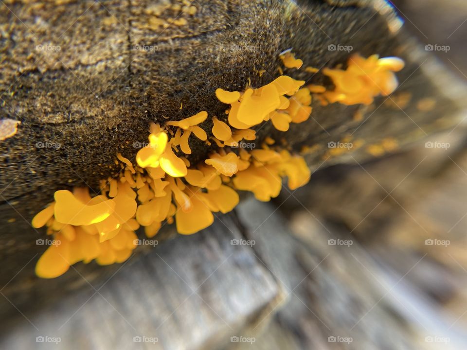 Yellow jelly fungus/mushrooms 