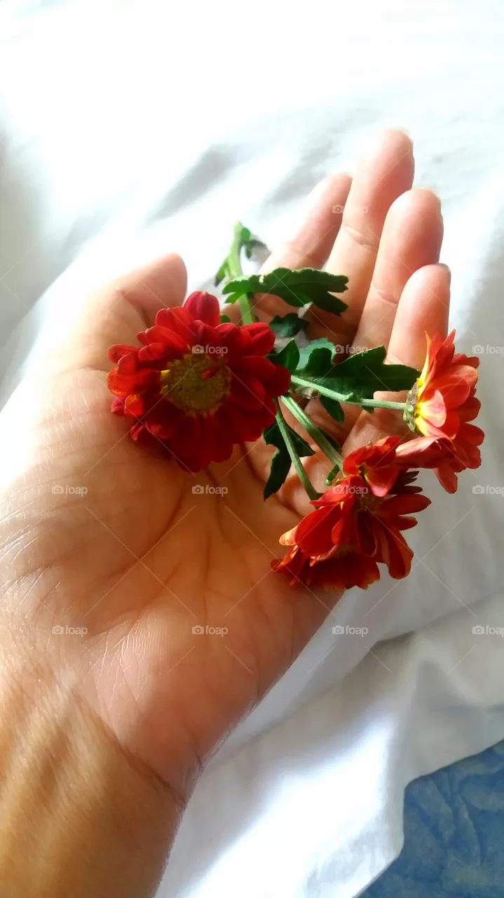FLOWER