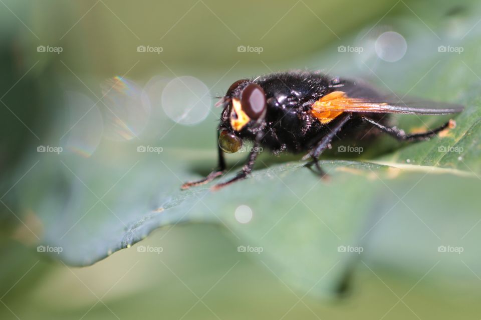 Close-up of bee on leaf