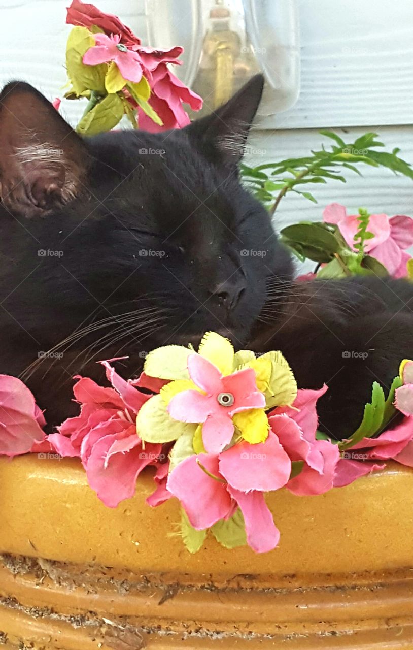 Bob in flower pot