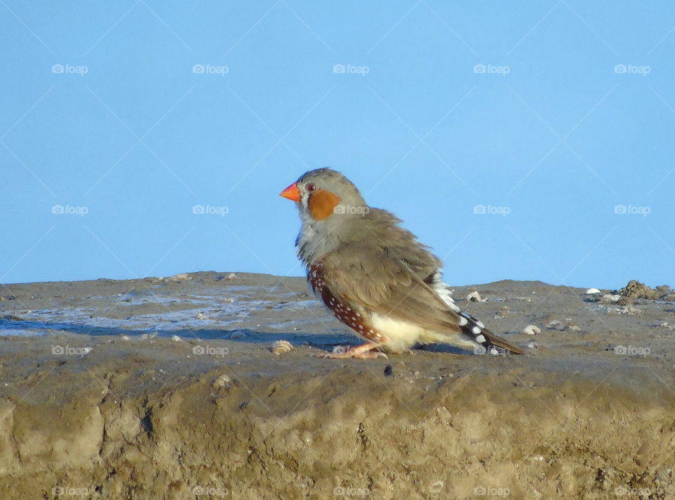 Zebra finch. Male, character unuqie of the bird to the pair of oranje cheeck for its left and the right. Similar colour of specify identified character of its bill colured on yellow-oranje at the male and female. Tail for zebre looking stripe.