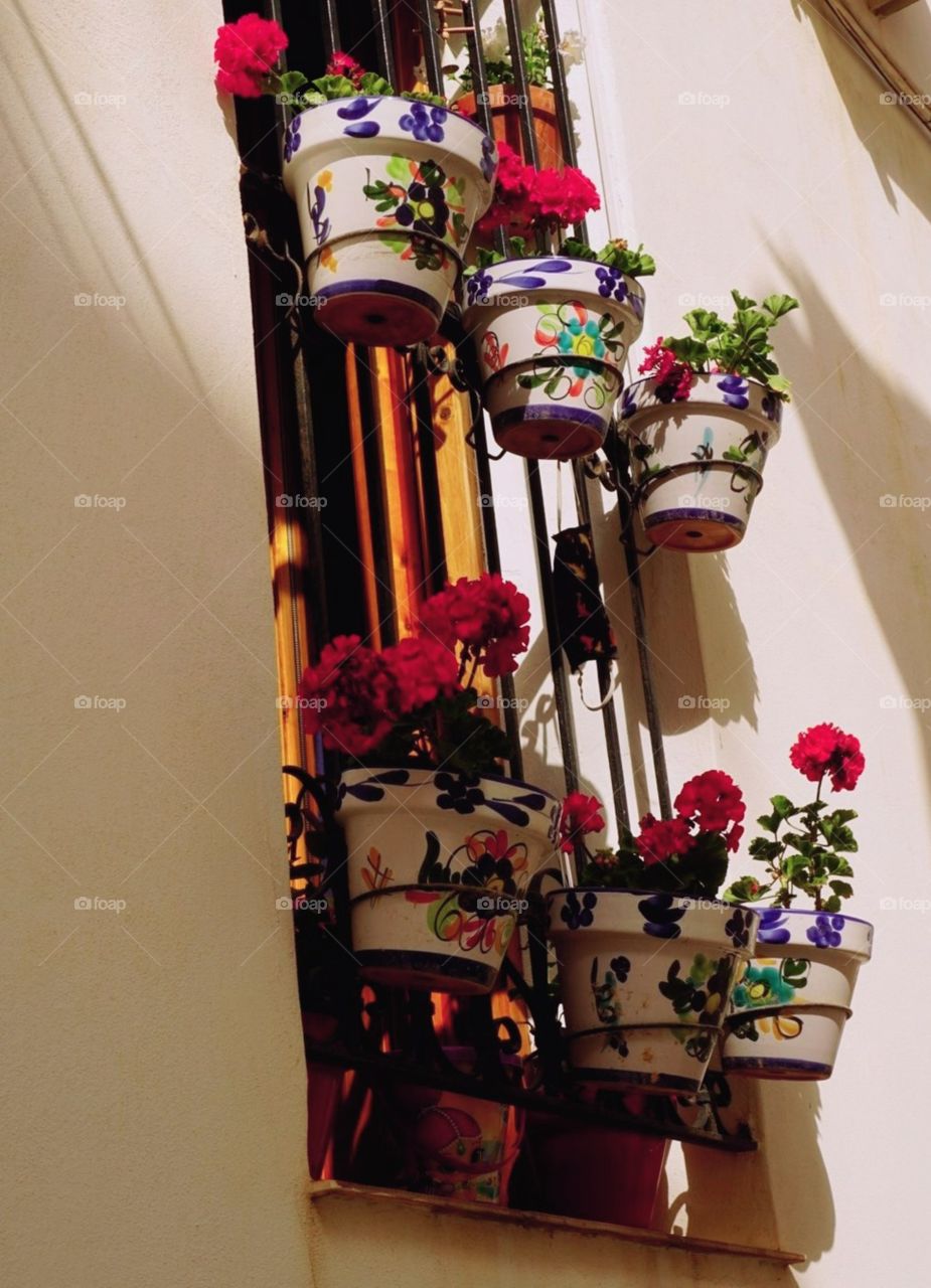 Flowers#pots#blossom#window#colors#nature